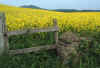 Rapeseed fields, Fife, Scotland