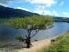 Tree on beach at Firkin Point, Loch Lomond, Scotland