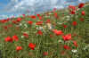 Poppies in Mid-Lothian.