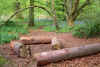 Bluebell Woods, Calderglen Park, East Kilbride