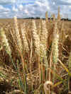 Cereal Field under the flight path at Glasgow (Abbotsinch) Airport