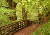 Cool Forest Path, Calderglen Country Park, East Kilbride, Glasgow