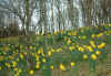 Daffodills in Peel Park, East Kilbride