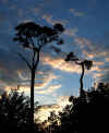 Scots Pine, East Kilbride